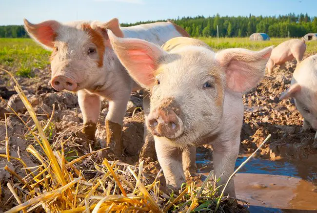 Farm Pigs