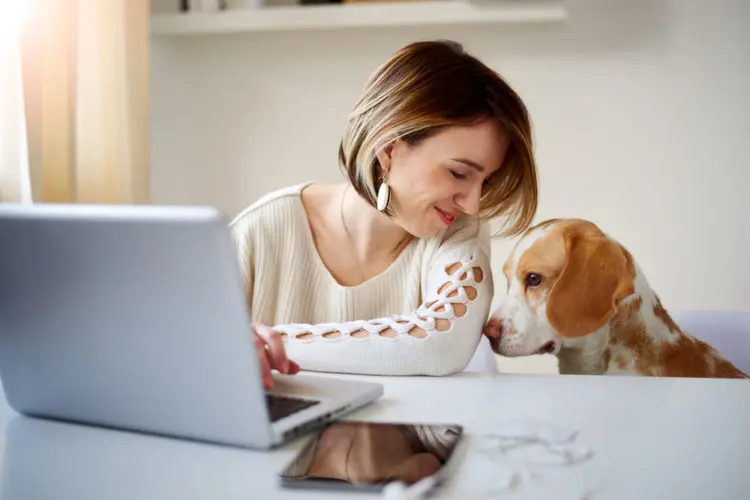 dog in the office