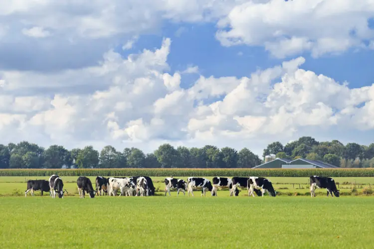 new zealand cows