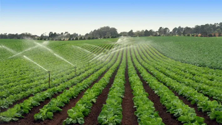 lettuce growers