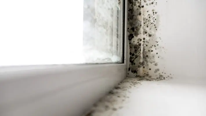 house mould
