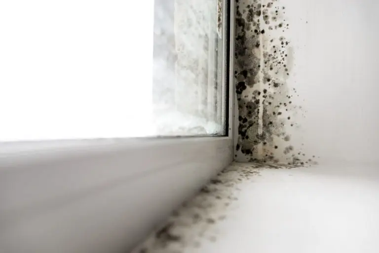 house mould