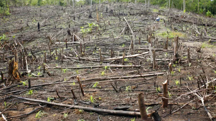 Demonstrating its commitment to delivering lasting change and contributing to a sustainable future, energy tech firm, Open Energy Market (OEM) is proud to announce its partnership with Cool Earth, the non-profit organisation that works alongside rainforest communities to halt deforestation and climate change.