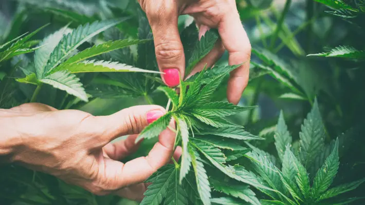 Woman controls marijuana plants