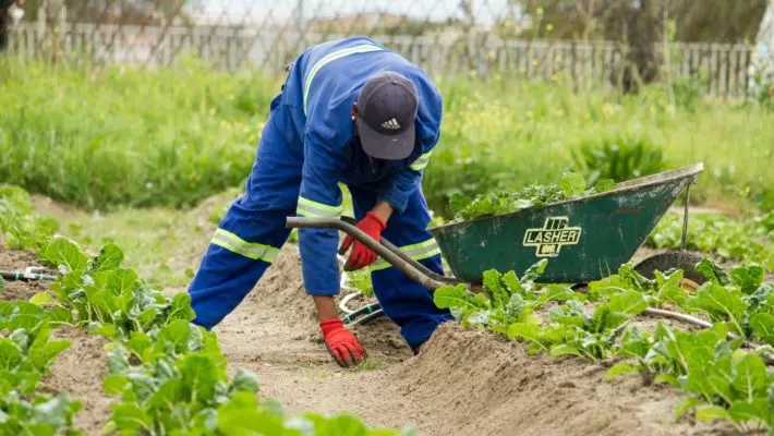 Gardeners