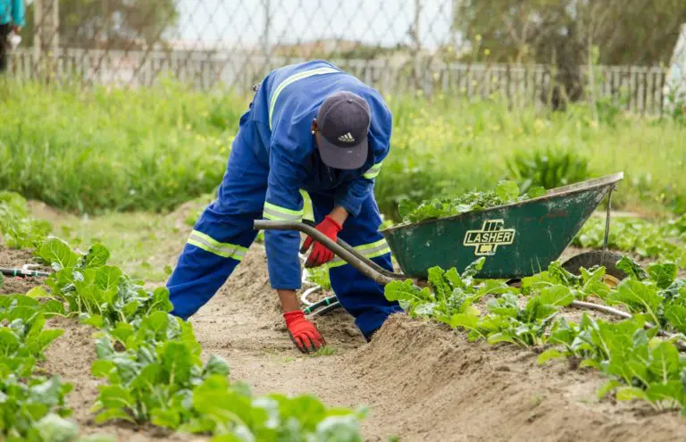Gardeners