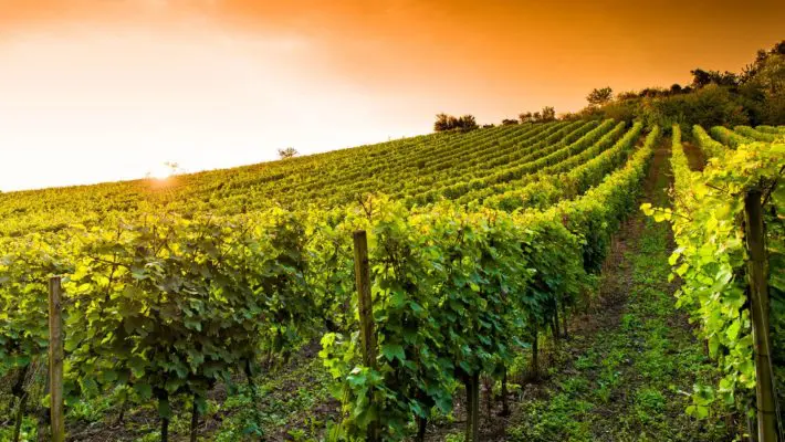 vineyard
