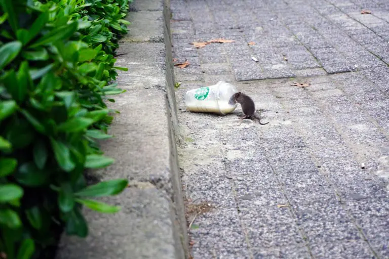 Vermin control