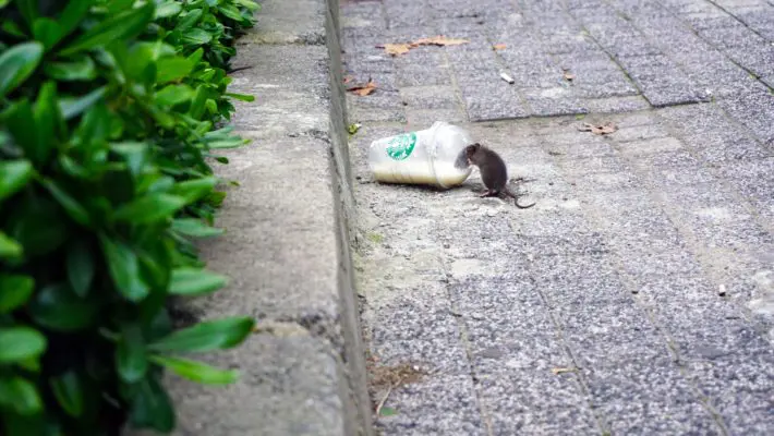 rat