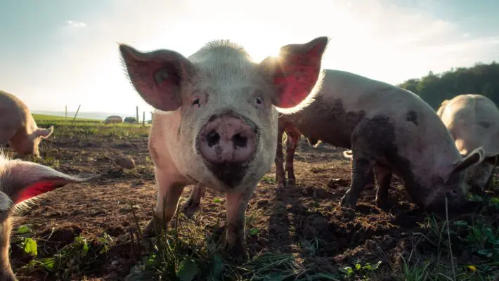 pig farmers