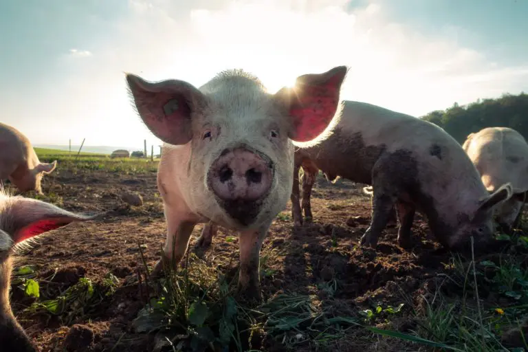 pig farmers
