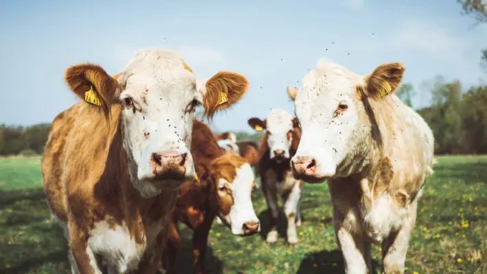 UK Farmers