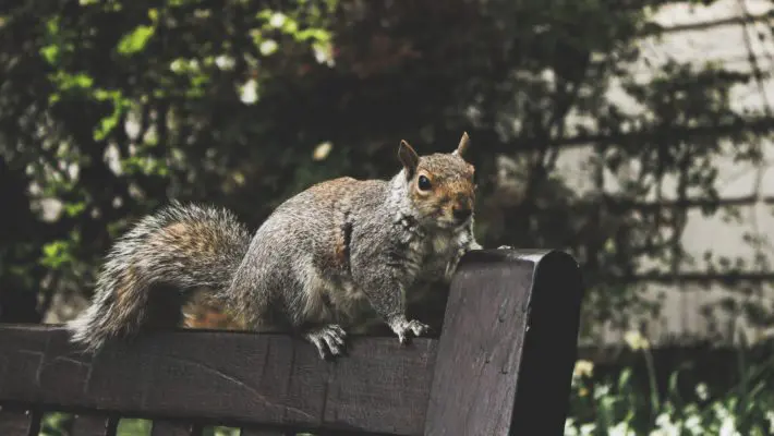 Squirrell
