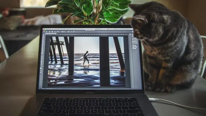 cat on laptop