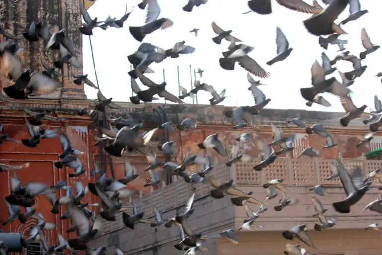 Birds on a building