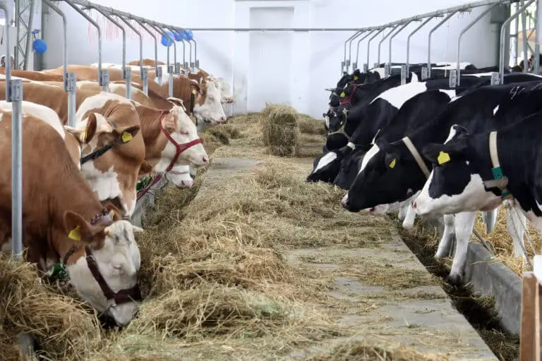 Cows