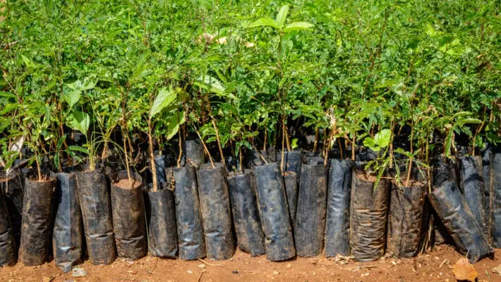 Tree sales
