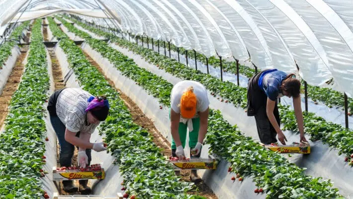 Fruit pickers