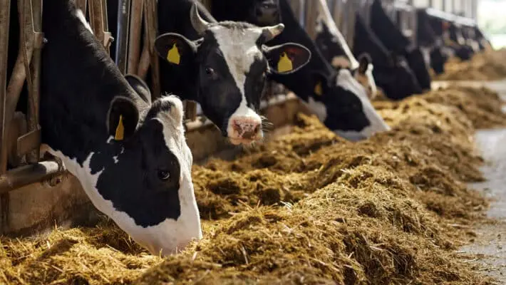 British cattle
