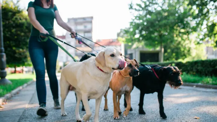 pet sitter