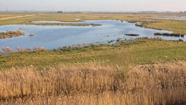 Forget gold, vintage wines and fine art: investors and landowners are being urged to put their money into Tamworth pigs, Dalmatian pelicans and ponds dug by beavers.