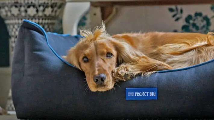 Eco pet product start-up Project Blu has secured investment and a strategic partnership with leading U.S. manufacturer and distributor Central Garden & Pet Company ("Central"). The partnership will support the company's mission to drive sustainable change across the global pet industry.