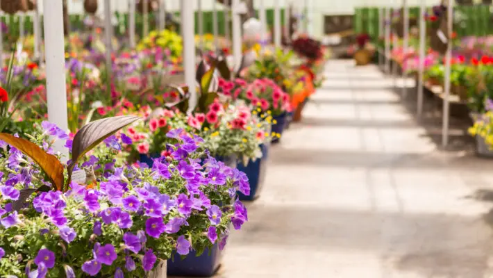 An online gardening platform is looking to hire a team of 10 people from different regions across the UK to be its ‘Christmas Centre Critics’, visiting garden centres in a £50/hr job role.