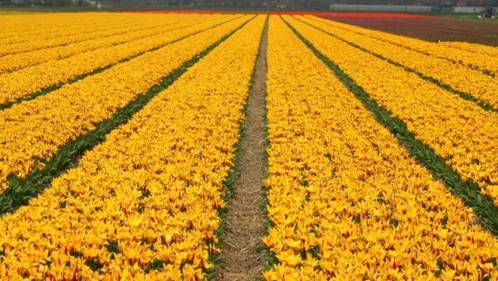 Millions of daffodil stems will be left to rot in the fields this spring, as growers face a critical labour shortage that they fear could spell the end of the entire industry.