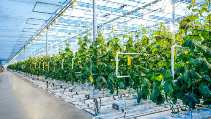 Green,Crop,In,Modern,Greenhouse