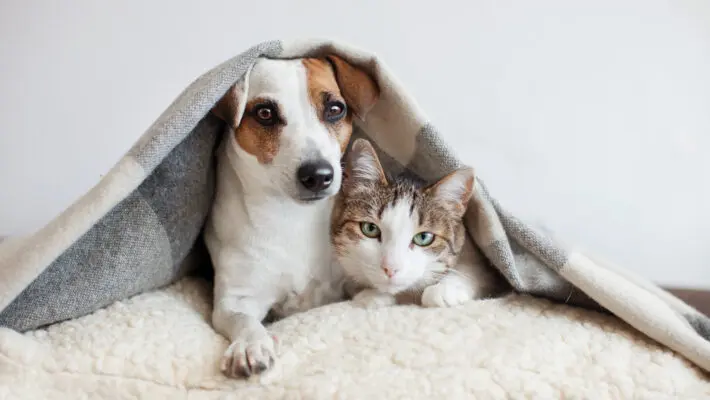 Dog,And,Cat,Together.,Dog,Hugs,A,Cat,Under,The