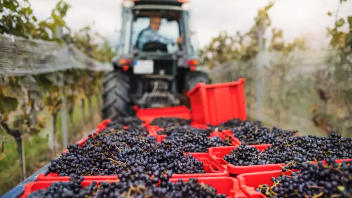 Chronic worker shortages in the food and farming sector as a result of Brexit and the coronavirus pandemic could push food prices even higher and lead to more food having to be imported, MPs have warned.