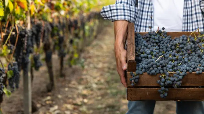 Sales of English wine see dizzying increase