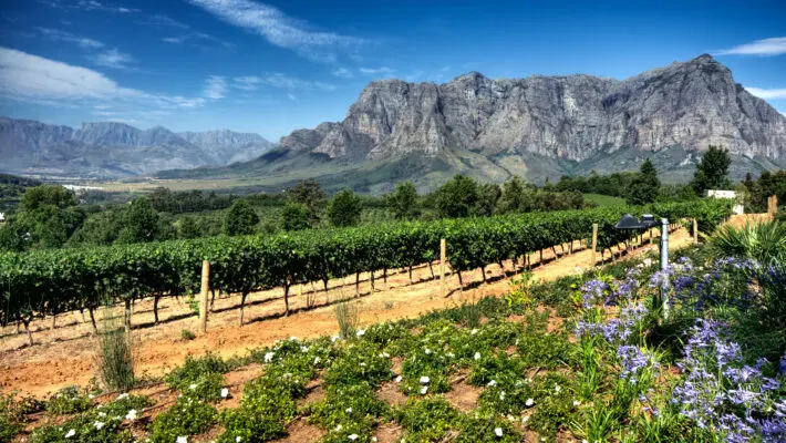 Erica Joubert, Head of Trade at Wesgro, looks at the more popular exports to Britain from South Africa’s Western Cape and how the area benefits from being counter-seasonal for northern hemisphere markets.