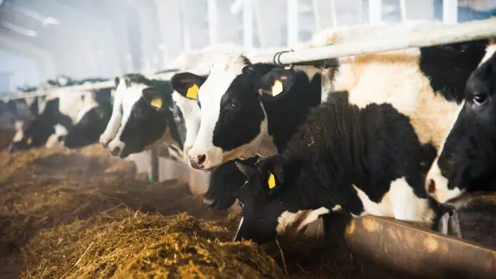 Dairy farmers are warning that a chronic shortage of workers is hitting milk production and further fuelling food price inflation, and are calling for urgent action to stop the situation getting worse.