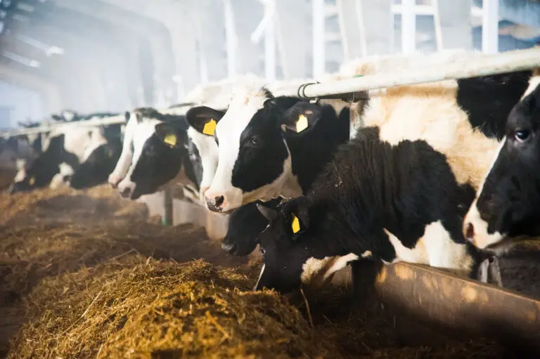 Dairy farmers are warning that a chronic shortage of workers is hitting milk production and further fuelling food price inflation, and are calling for urgent action to stop the situation getting worse.