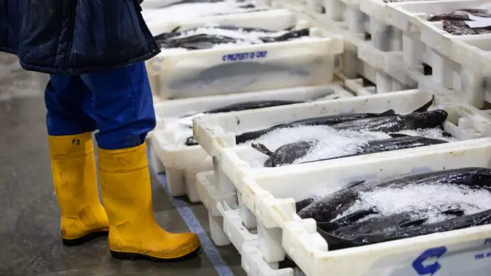 seafood-transport-dfds