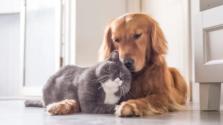 British,Cat,And,Golden,Retriever