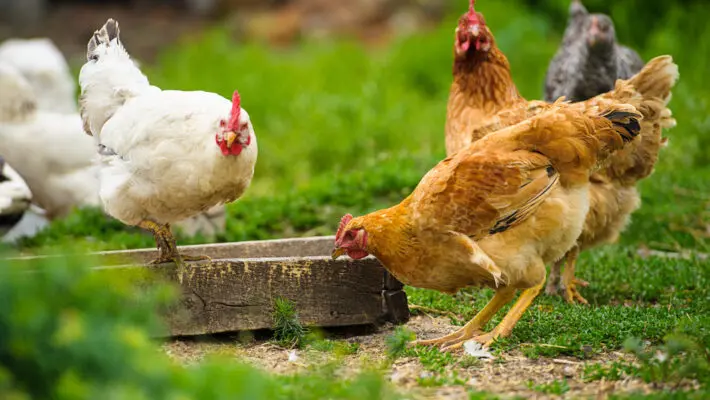 Eggs laid by hens kept indoors for months straight due to bird flu could be sold as free-range under a potential relaxing of rules.