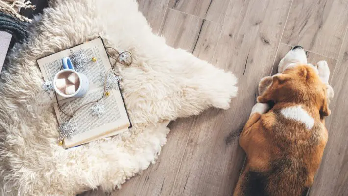 Beagle,Lies,On,The,Laminat,Floor,Near,The,Sheepskin,Carpet