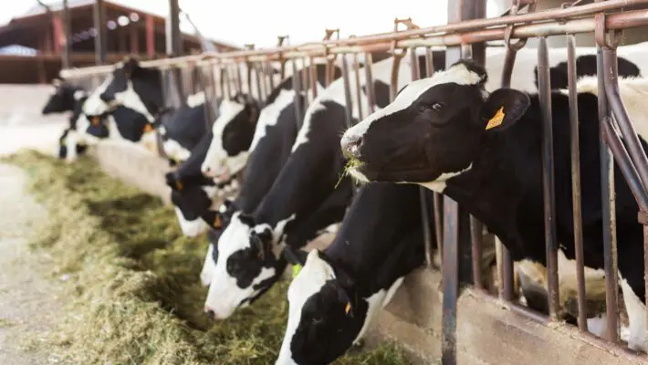Over two-thirds of British farmers are not confident about the future of British food production, a new survey of livestock and arable farmers in the UK.