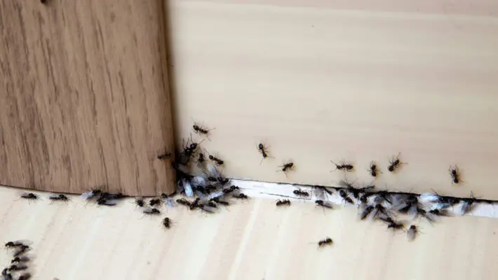 Ants,In,The,House,On,The,Baseboards,And,Wall,Angle