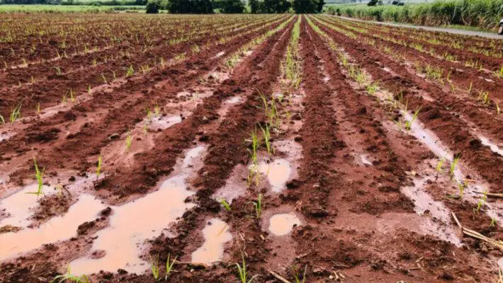The UK is grappling with the aftermath of a 'washout winter,' which threatens to drive up prices for essential goods such as bread, beer, and biscuits, as key crop yields face a significant decline of nearly a fifth due to unprecedented wet weather conditions.