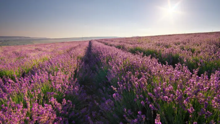 Lavender Waves Farm has quickly become a must-visit destination in Southern Rhode Island for those seeking a peaceful retreat and a taste of rural life.