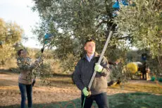 Olive oil prices are predicted to drop by up to 50% as improved weather conditions in the Mediterranean lead to a bumper harvest, bringing relief to shoppers after record-high costs.