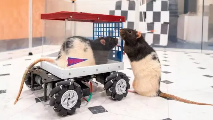 Researchers find that rats can be trained to drive miniature cars and show signs of enjoyment and anticipation, offering insights into animal cognition and the benefits of stimulating environments.