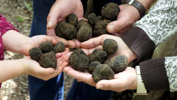 If you are a big fan of mental health and productivity enhancement, then there is a great chance you have come across topics around microdosing truffles. But do you know exactly what that phrase means and what it entails?