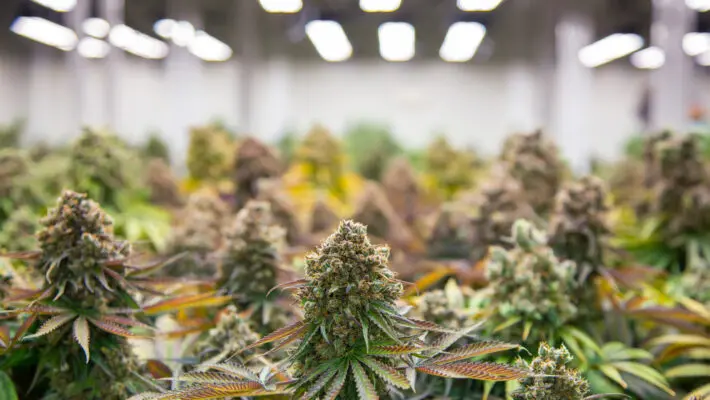 The conversation around medical cannabis has shifted significantly in recent years. No longer a niche option, it’s now seen as a real solution for patients managing chronic conditions and a growing opportunity for the UK economy.