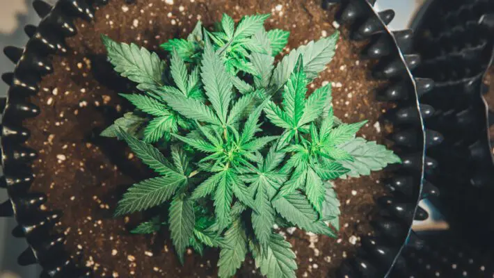 The home-growing cannabis industry has experienced a seismic shift in recent years, driven by the rise of autoflowering cannabis strains.