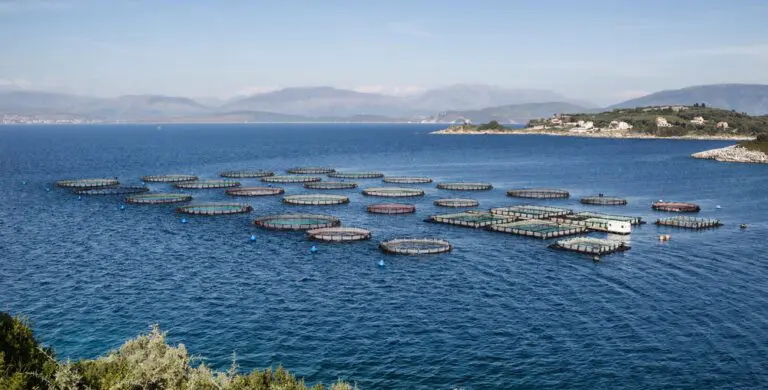 Scottish salmon exports soared to a record-breaking £844 million in 2024, cementing its status as the UK’s top food export, driven by booming sales in France and the United States.