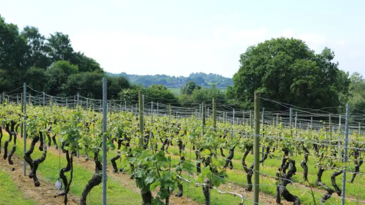 The billionaire Conservative Party donor Lord Spencer of Alresford has increased his already sizeable holding in Chapel Down Group, England’s largest wine producer, amid a protracted share-price slump since its December 2023 flotation.